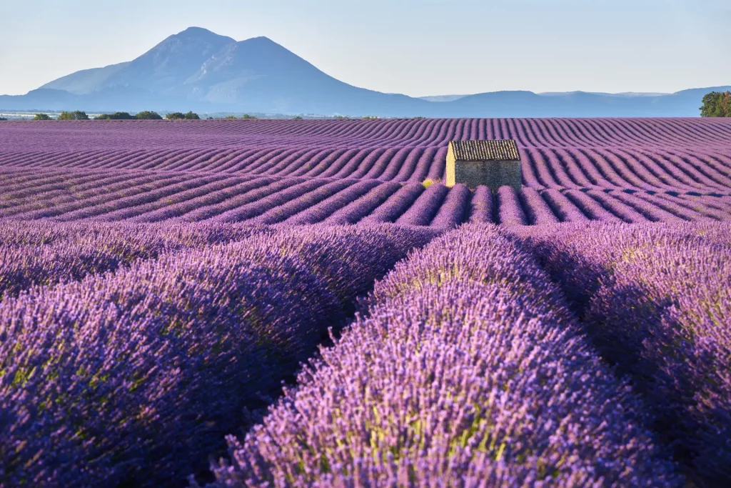 Champs de lavande sur le plateau de Valensole, avec une maison en pierre, en été. Alpes-de-Haute-Provence, région PACA, France.